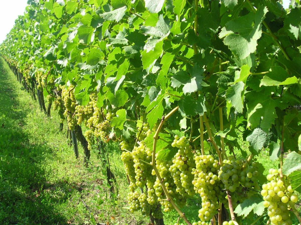Gaestehof - Weinbau Saeger Nordheim am Main Esterno foto